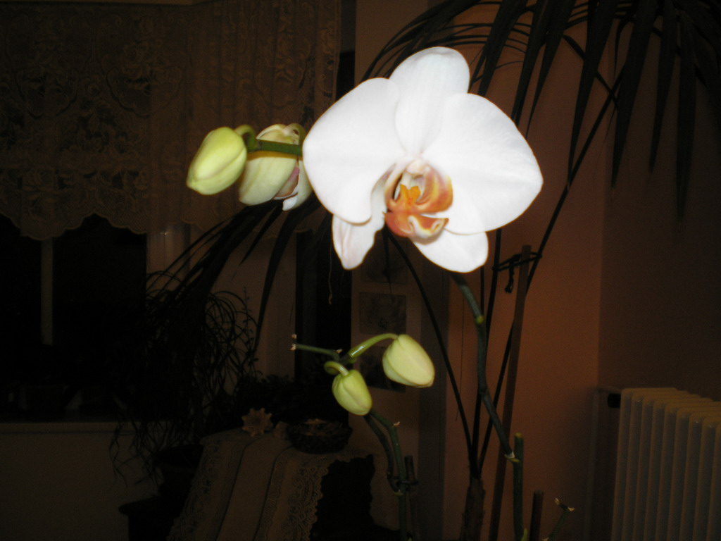 polovina listopadu 2008