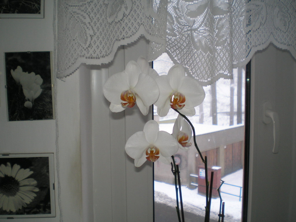 polovina prosince 2008