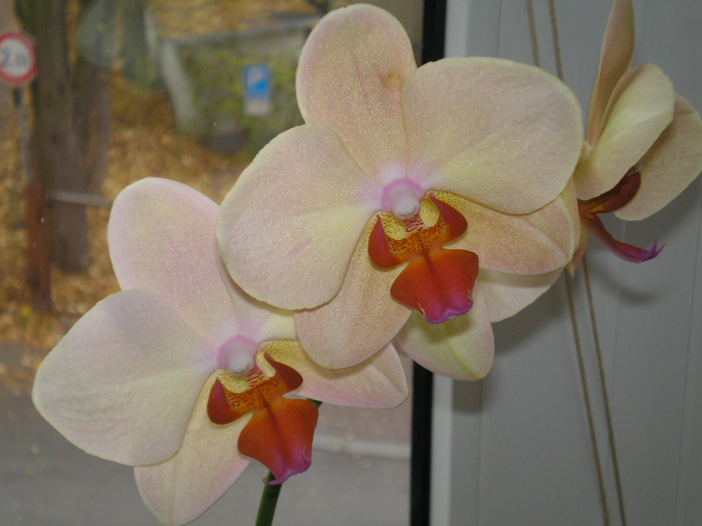 konec října 2008 (1)