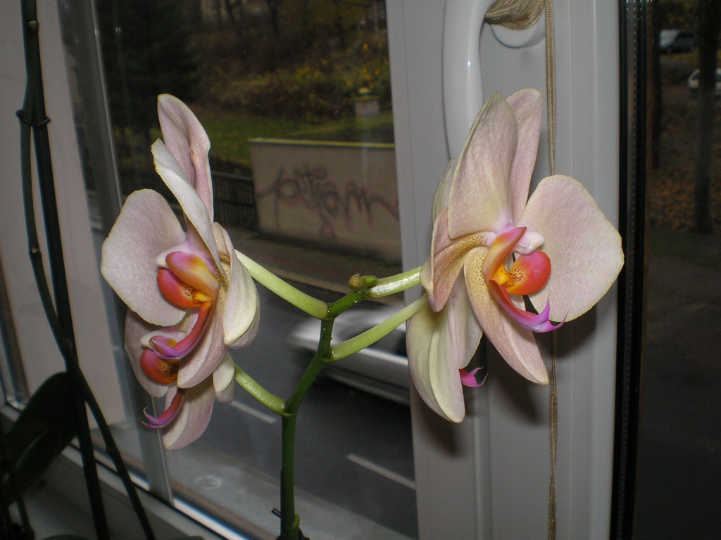 začátek listopadu 2008 (1)