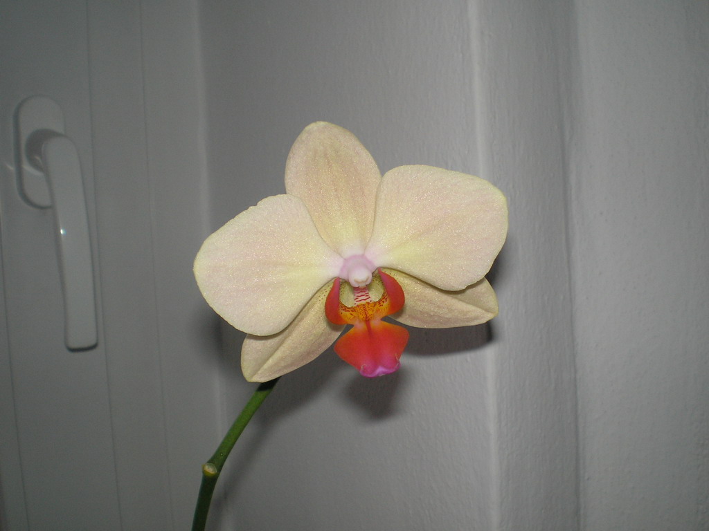 polovina prosince 2008