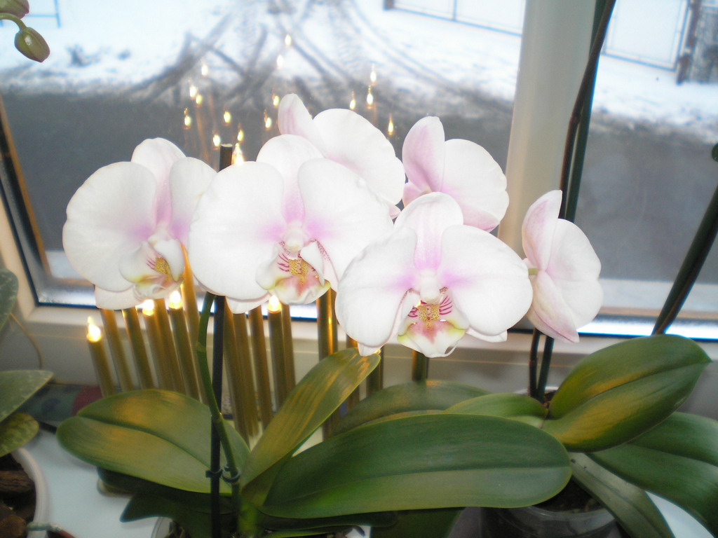 polovina prosince 2008 (1)