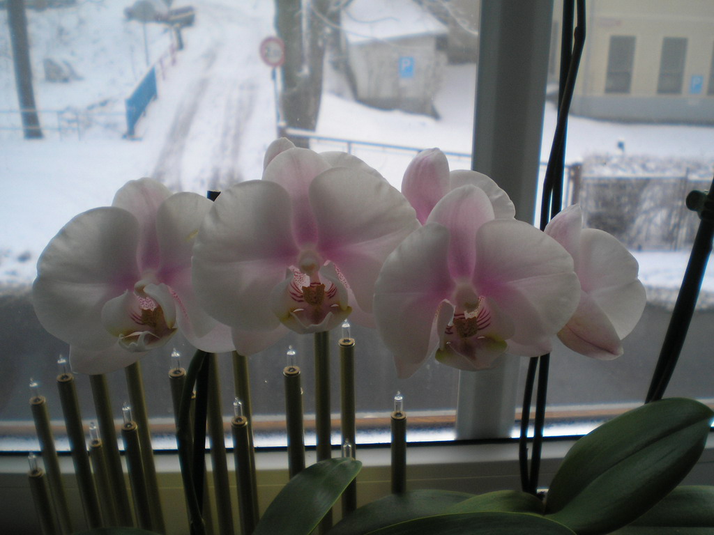 polovina prosince 2008 (2)