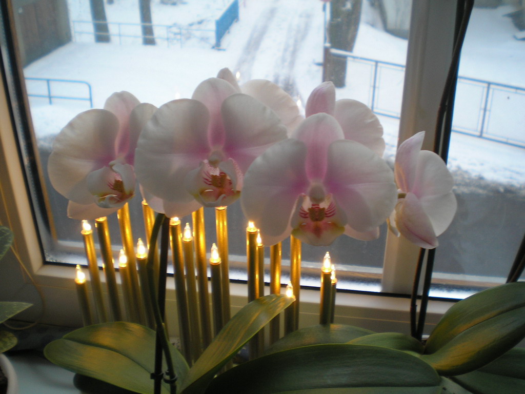 polovina prosince 2008 (4)