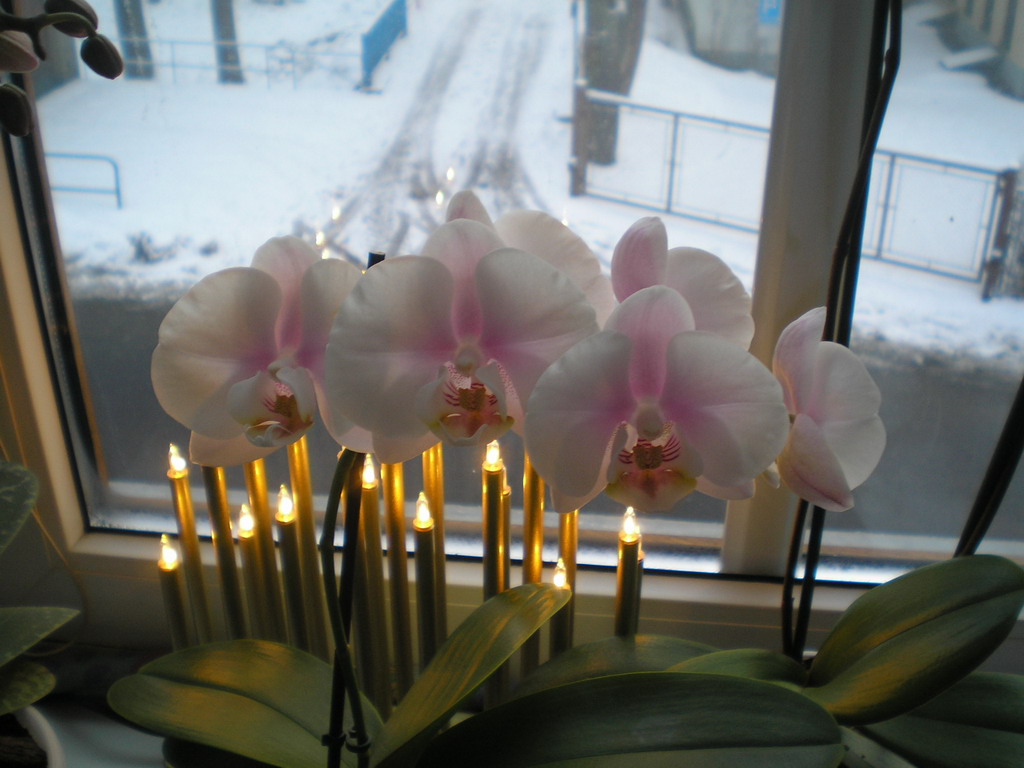 polovina prosince 2008 (5)