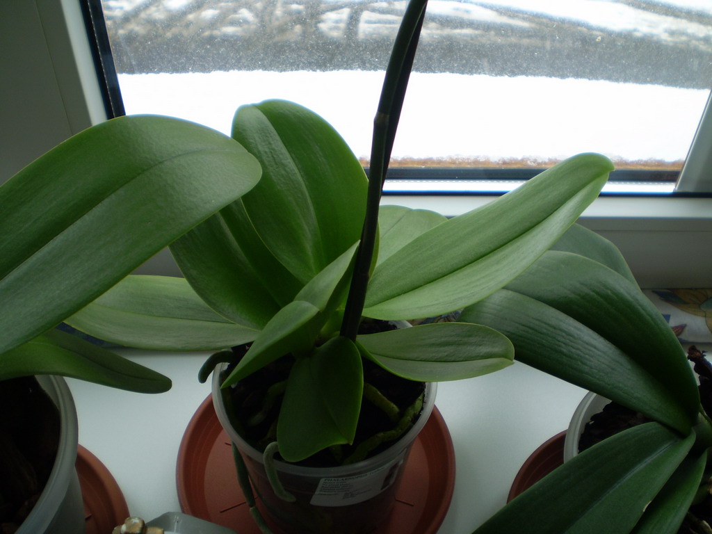polovina února 2009