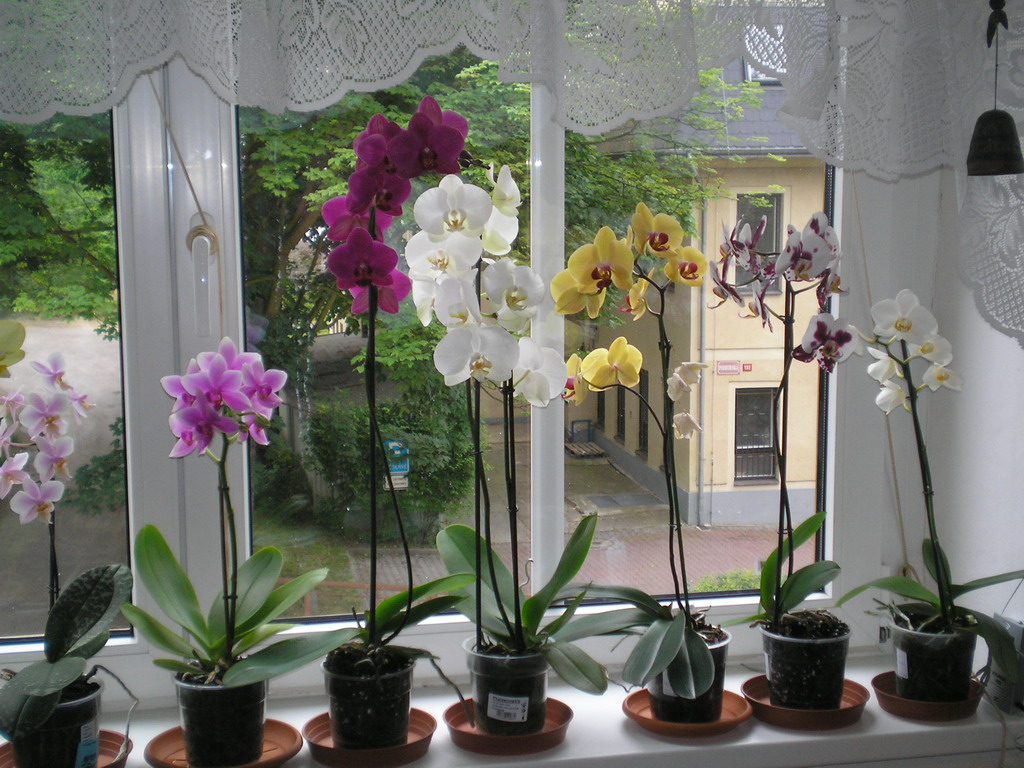 konec června 2008 (3)