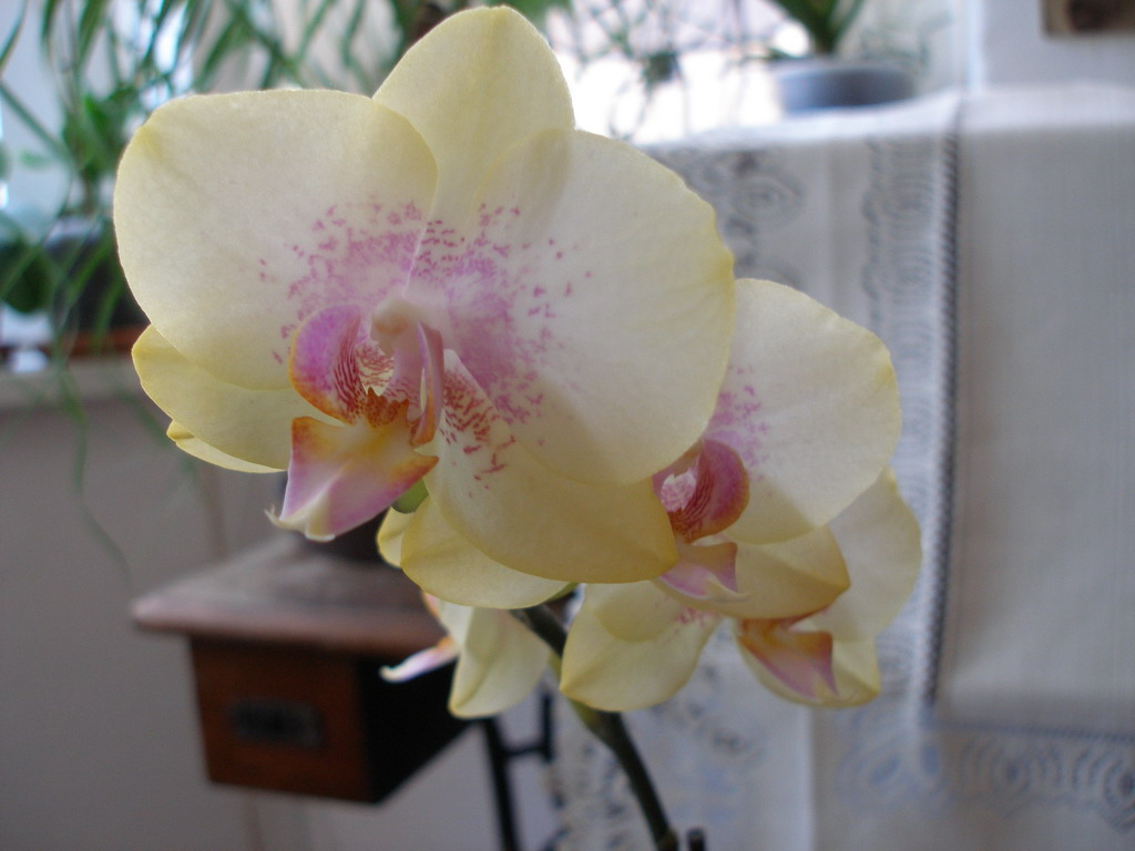 Phalenopsisy začátek dubna 2009 159_resize.jpg