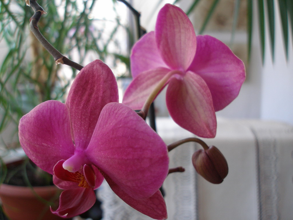 Phalenopsisy tzačátek dubna 2009 183_resize.jpg
