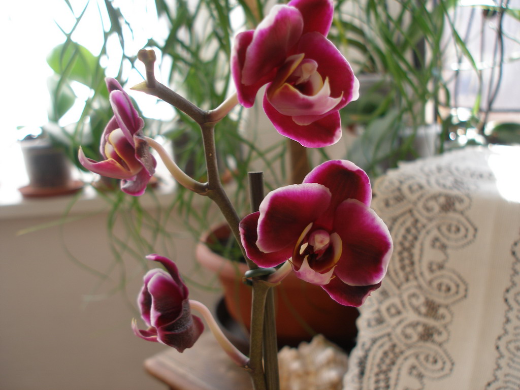 Phalenopsisy tzačátek dubna 2009 132_resize.jpg