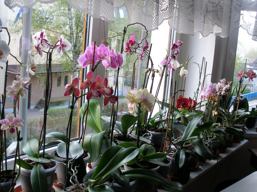 orchideje polovina dubna 2009 077_resize.jpg