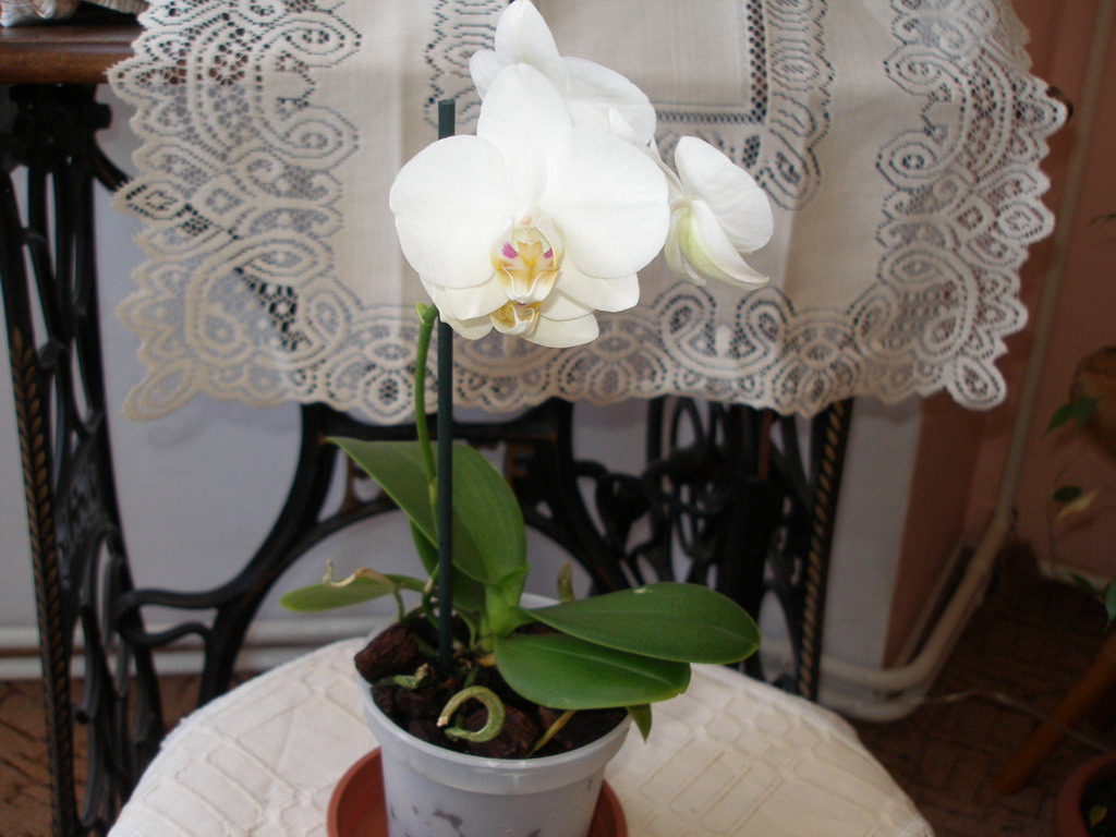 Phalenopsisy začátek dubna 2009 235_resize.jpg