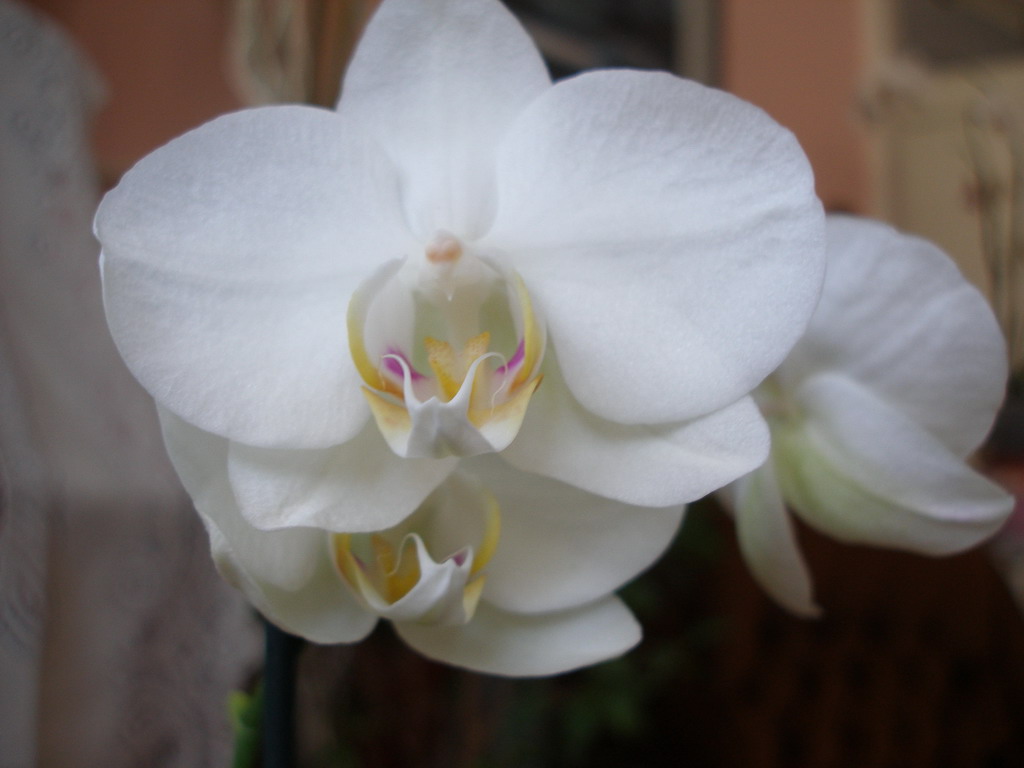 Phalenopsisy začátek dubna 2009 244_resize.jpg
