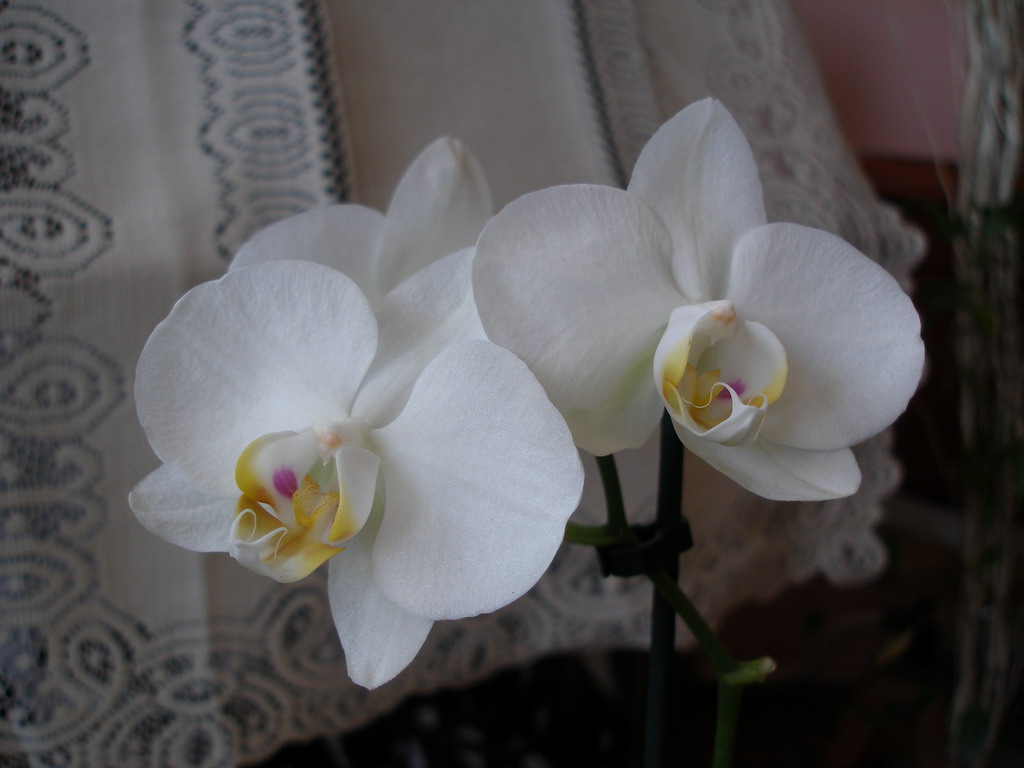 Phalenopsisy začátek dubna 2009 248_resize.jpg