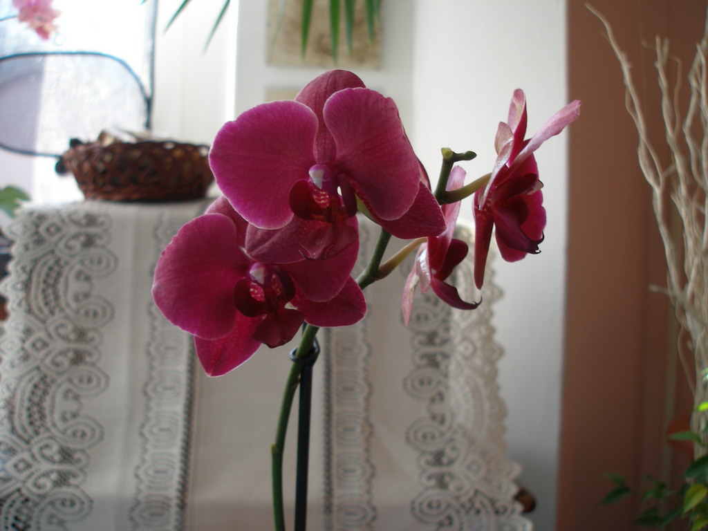 Phalenopsisy začátek dubna 2009 044_resize.jpg