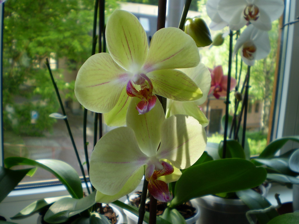 phalenky polovina května 2009 028_resize.jpg