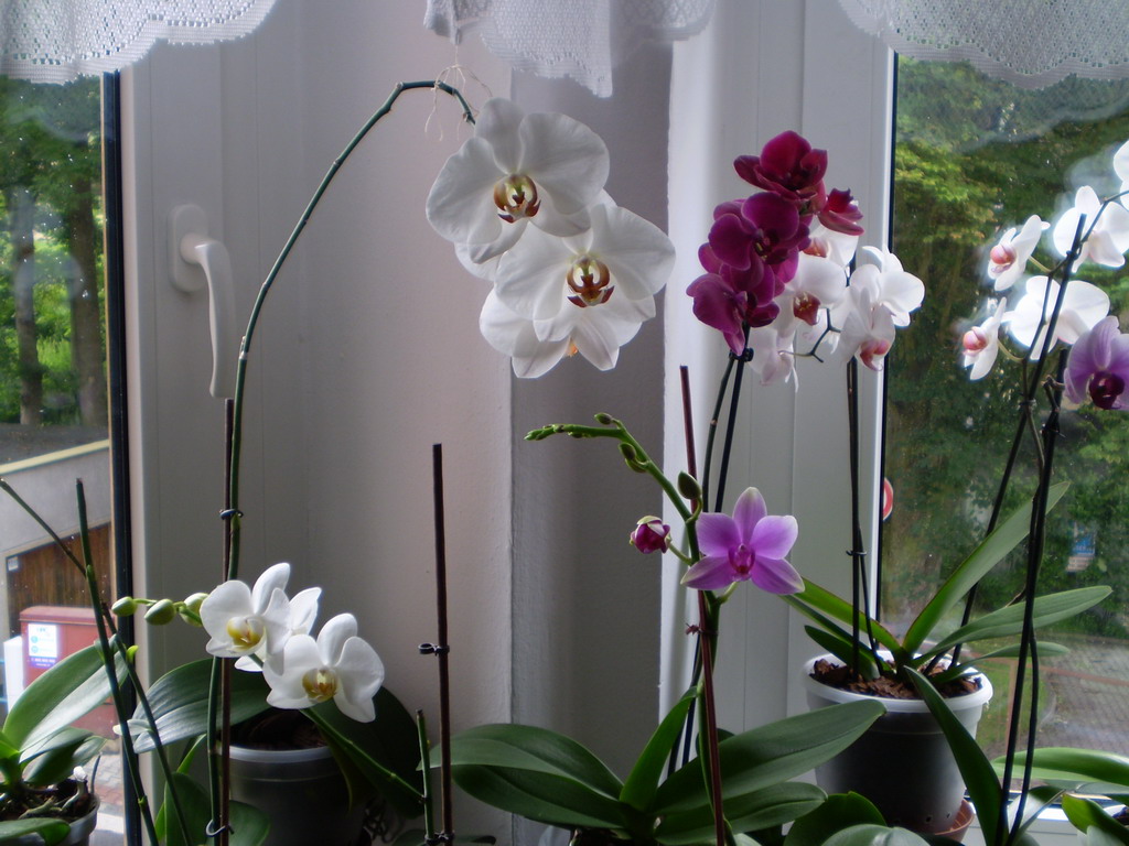 konec června 2009 133_resize.jpg
