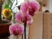 orchideje polovina dubna 2009 016_resize.jpg