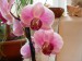 orchideje polovina dubna 2009 017_resize.jpg