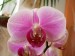orchideje polovina dubna 2009 019_resize.jpg