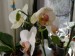 orchideje konec dubna 2009 041_resize.jpg