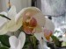 orchideje konec dubna 2009 042_resize.jpg