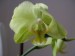 orchideje polovina dubna 2009 008_resize.jpg