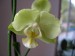 orchideje polovina dubna 2009 009_resize.jpg